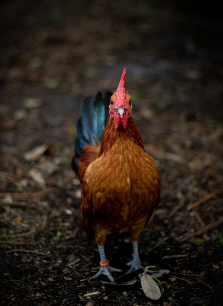 Gallo dorado de pie en el suelo rodeado de ramas y hojas