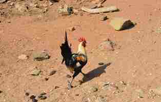 Foto gratuita gallo encabritado muy orgulloso con plumas de cola larga