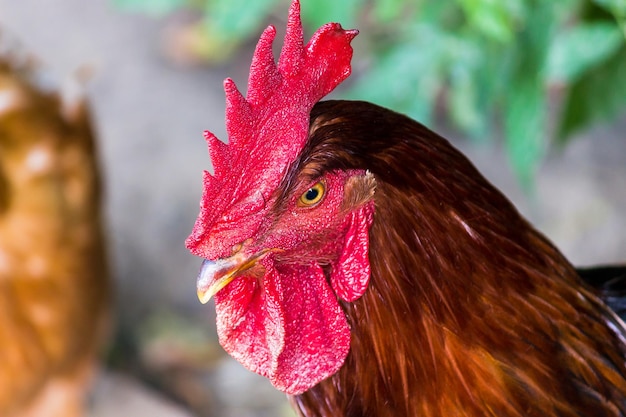 Gallo en una granja