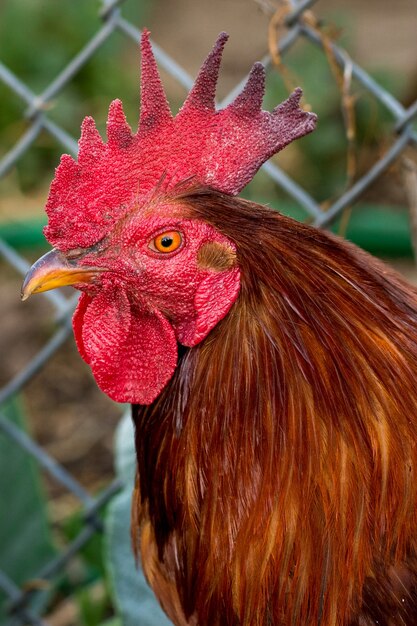 Gallo en una granja