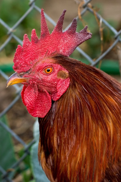 Gallo en una granja