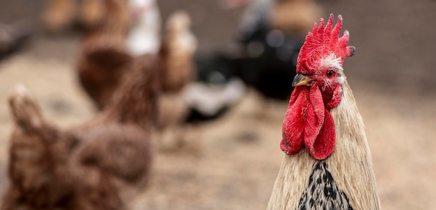 Foto gratuita gallo de primer plano y pollos borrosos