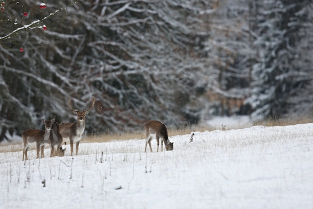 Gamo grande y hermoso en el hábitat natural de la República Checa