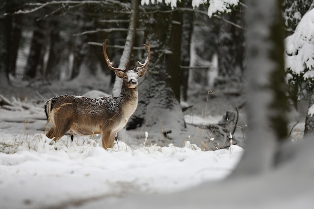 Gamo grande y hermoso en el hábitat natural de la República Checa