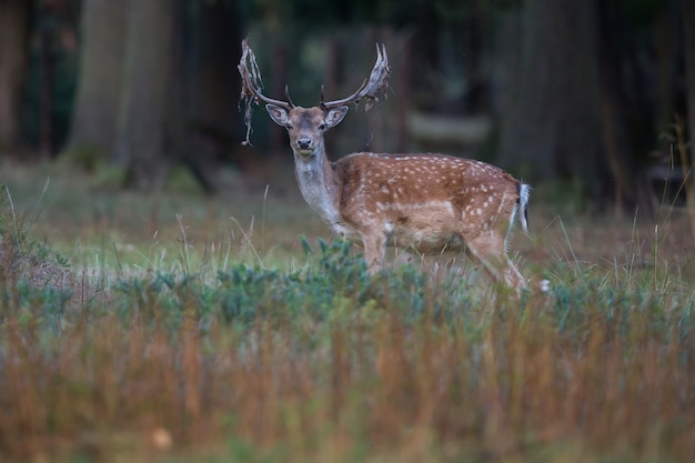 Gamo grande y hermoso en el hábitat natural de la República Checa