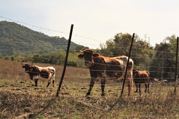 Foto gratuita ganado en un campo