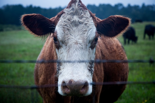 Foto gratuita de un ganado lechero en un campo rodeado de vegetación