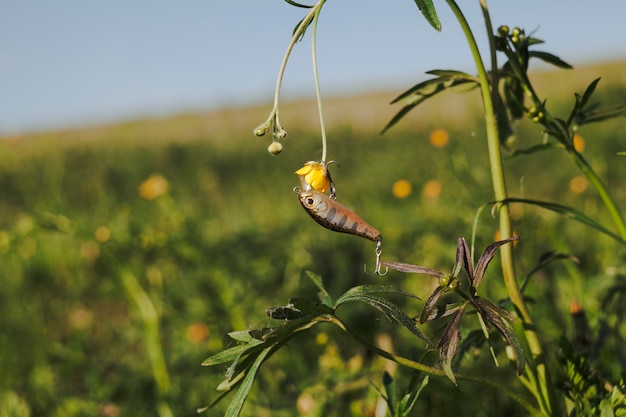 Gancho de pesca que cuelga en la planta de flor amarilla