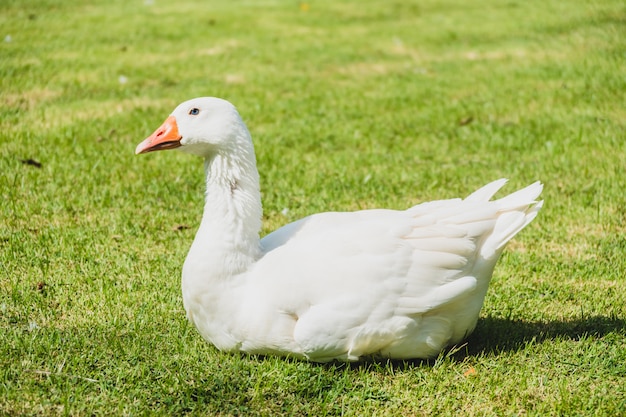 Foto gratuita ganso blanco