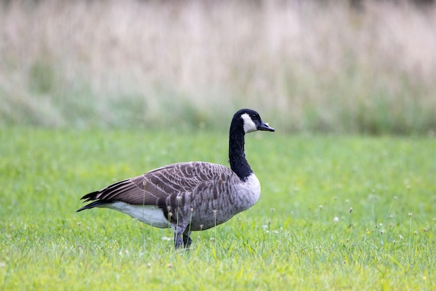 Foto gratuita ganso de canadá en un campo con flores silvestres