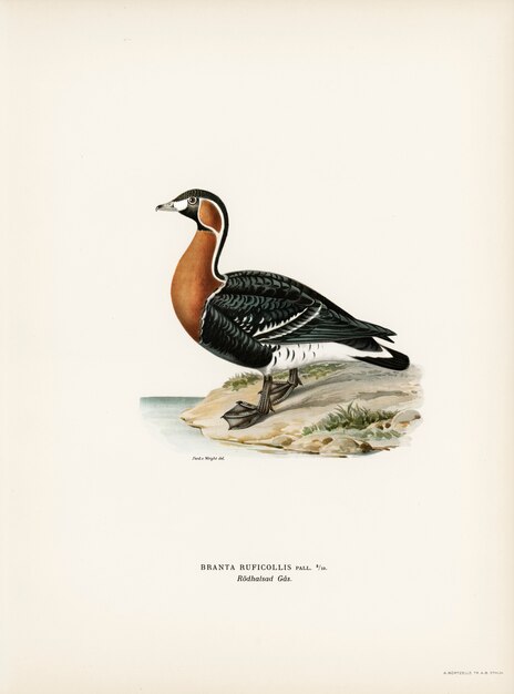 Ganso de pecho rojo (Branta ruficollis) ilustrado por los hermanos von Wright.