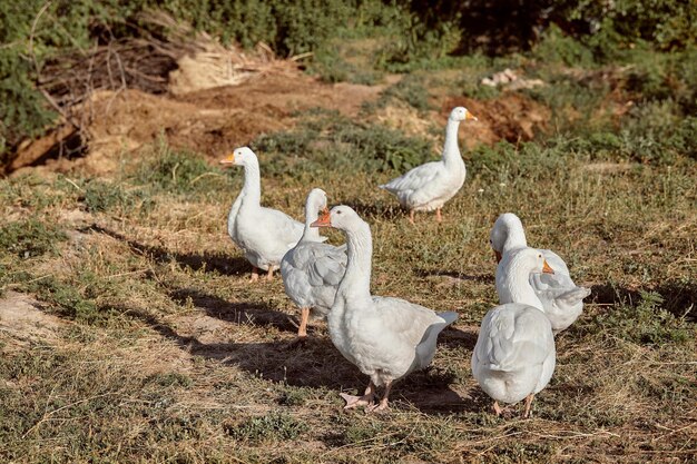 Gansos domésticos en un paseo por el prado. paisaje rural. Los gansos domésticos blancos están caminando. Granja de gansos. Ganso casero.