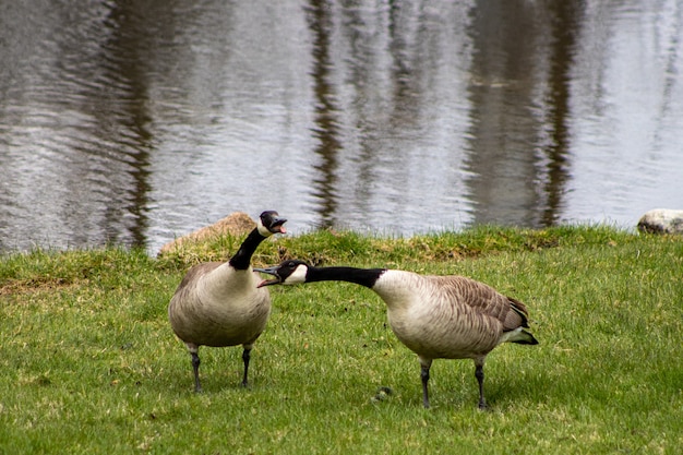 Gansos grises de Canadá caminando por el lago durante el día