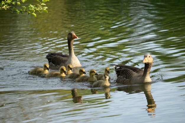 Gansos con pichones nadando en un lago