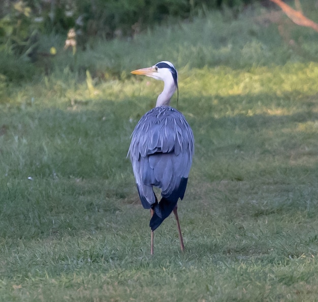 Garza azul sobre hierba verde