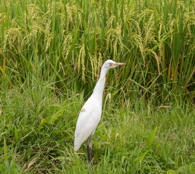 Garza blanca en el campo de arroz