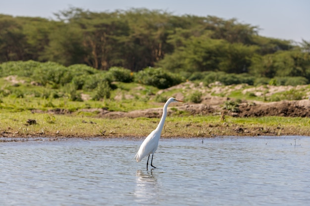 Foto gratuita garza blanca sobre el agua