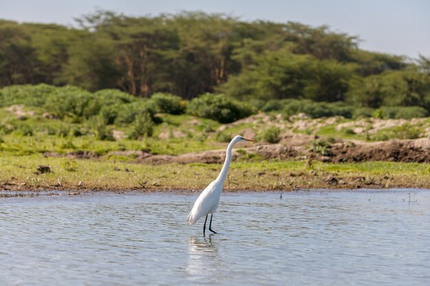 Garza blanca sobre el agua