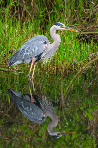 Garza en los Everglades