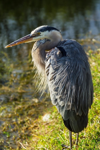 Foto gratuita garza en los everglades