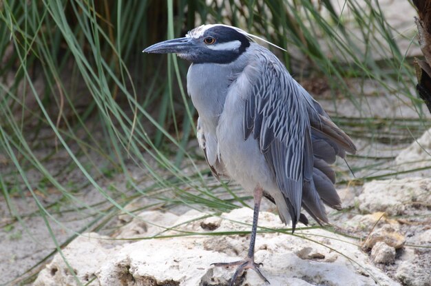 Garza nocturna coronada amarilla de pie en una playa de arena blanca en una pierna.