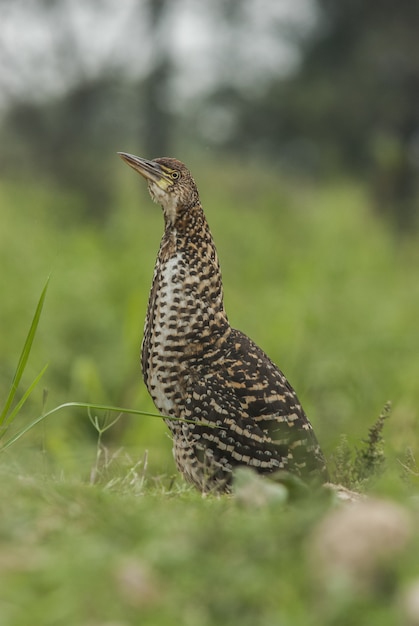 Garza nocturna pájaro de pie en la hierba con fondo borroso