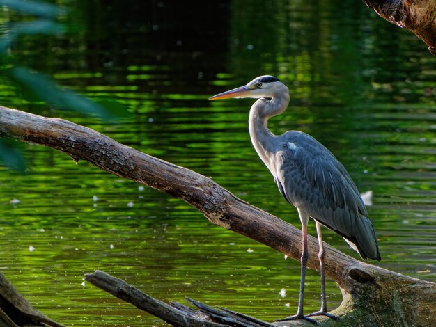 Garza real de pie sobre un trozo de madera cerca del estanque verde