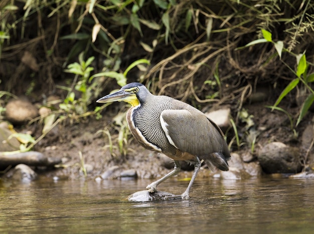 Garza tigre de garganta desnuda Tigrisoma mexicanum adulto