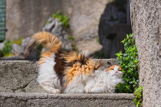 Una gata en las escaleras.