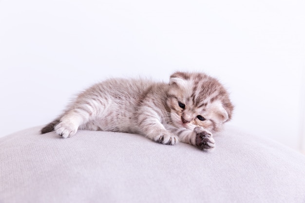 Gatito en la almohada.