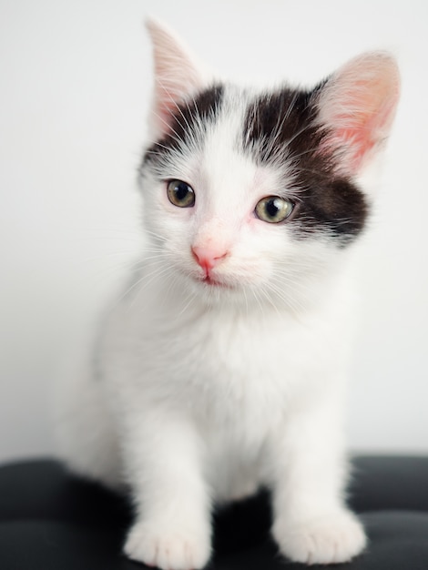 gatito blanco sentado en una mesa