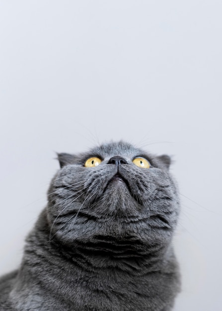 Foto gratuita gatito británico de pelo corto con pared monocromática detrás de ella