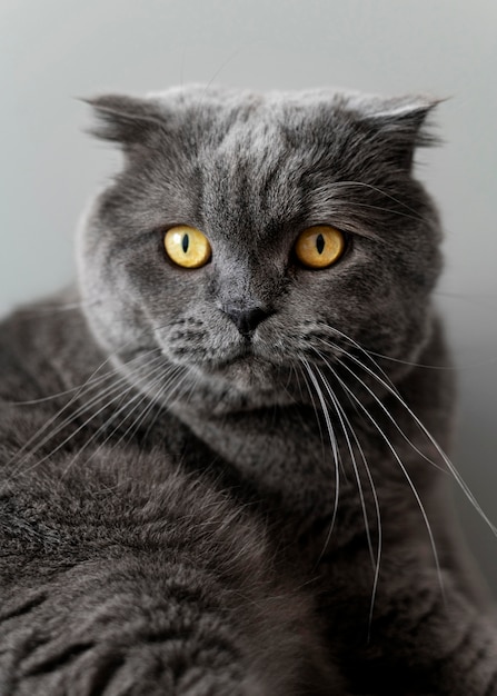 Gatito británico de pelo corto con pared monocromática detrás de ella