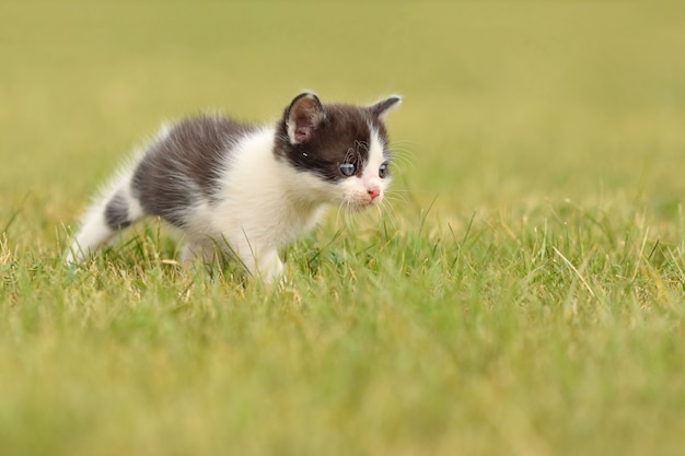 Gatito disfrutando en el césped