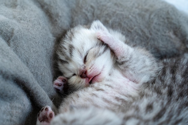 Gatito duerme con sus patas al lado de su cabeza