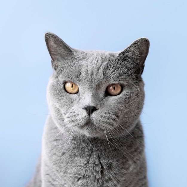 Foto gratuita gatito gris con pared monocromática detrás de ella