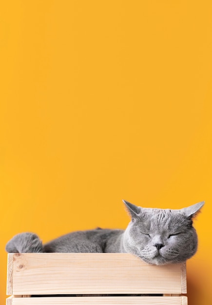 Foto gratuita gatito gris con pared monocromática detrás de ella