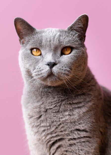 Gatito gris con pared monocromática detrás de ella
