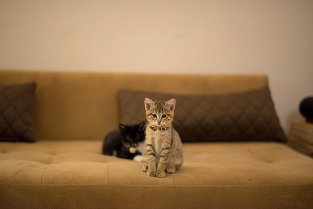 Foto gratuita gatito marrón y un gatito negro jugando en un sofá marrón cerca de las almohadas