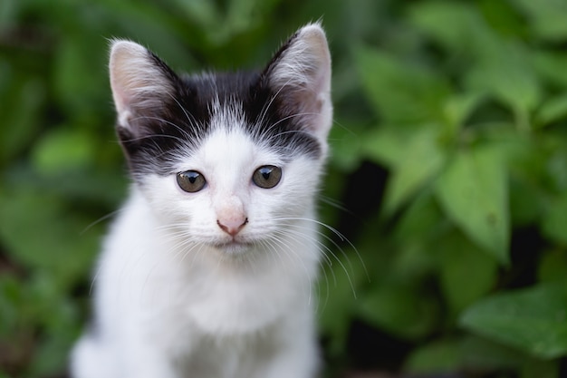 gatito sentado en el césped.