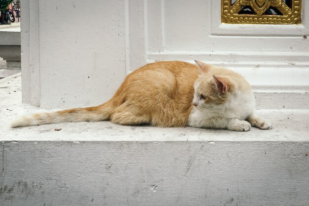 un gato adorable