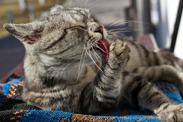 Gato adulto gris lamiendo su pata