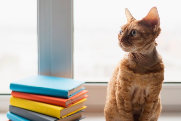 Gato alto ángulo besdie pila de libros