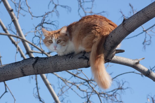 Gato en un árbol