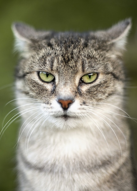 Gato atigrado gris doméstico