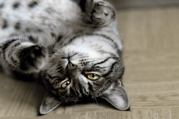 Gato atigrado plateado acostado en el piso dentro de la habitación