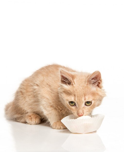 El gato bebiendo leche