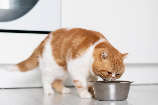 Gato bebiendo de un tazón