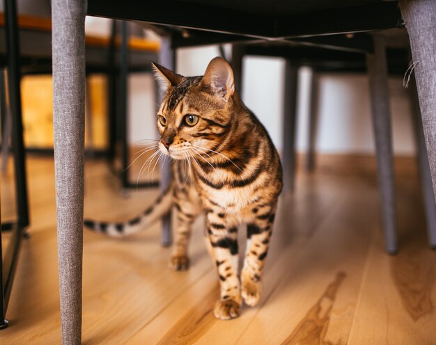 Gato de Bengala camina debajo de la mesa en la cocina