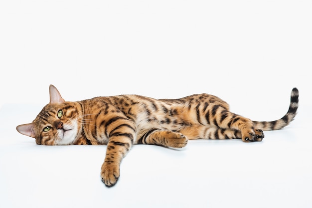 Foto gratuita el gato de bengala dorado en el espacio en blanco